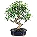 Brussel's Live Golden Gate Ficus Indoor Bonsai Tree - 7 Years Old; 8" to 10" Tall with Decorative Container primary