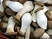 Pleurotus eryngii (Royal Oyster) Mushrooms/Mycelium Spores Spawn Dried Seeds