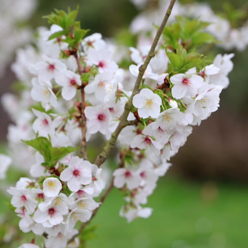 DMOH Live Cherry Blossoms Tree Plant White Flowering Cherry 2.5 Inch Pot Perennial Dormant in Winter Snowgoose 9 Months Old