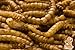 5Lb Chubby Dried Mealworms High Protein Treat for Chickens, Ducks & Birds