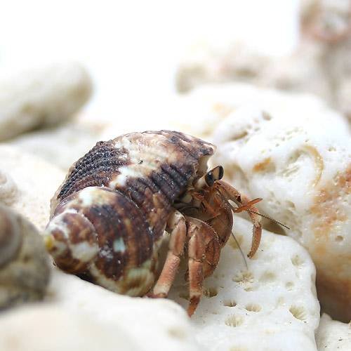 生き物の商品画像