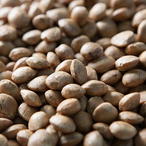Starseed Organic Sacha Inchi seeds gluten-free, keto, and paleo friendly snack, 4.9oz Bag, 5 Servings (Roasted Unsalted) - Thumbnail 3