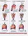 Respiration, Double-sided Chart of the Lungs and Larynx, Speech Language Pathology, Card, SLP