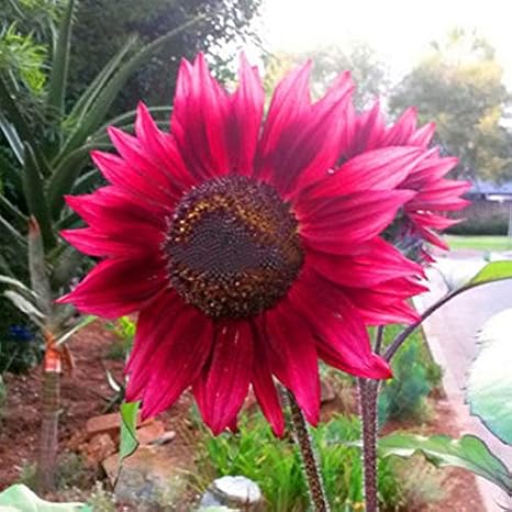 Amazon Aprettysunny 6pcsひまわりの種赤い花の庭の植物野菜の盆栽内部の装飾 観葉植物 オンライン通販