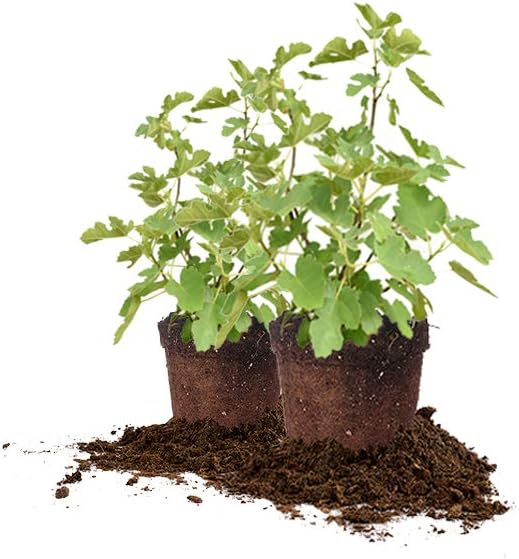 Perfect Plants LSU Purple Live Plant, 1 Gallon