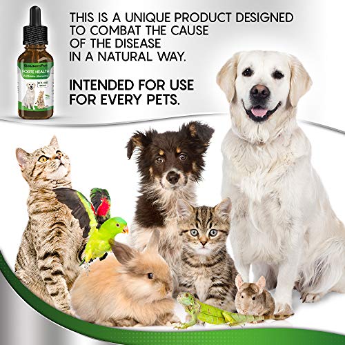 Natural ANTIBIOTICS For Dogs / ANTIBIOTICS Alternative For Pets/ Kennel