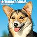 Just Pembroke Corgis 2017 Wall Calendar (Dog Breed Calendars)