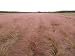 Muhly Grass (Muhlenbergia capillaris), 1250 Certified Pure Live Seed, True Native Seed