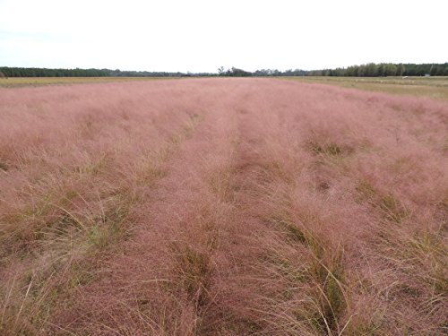 Muhly Grass (Muhlenbergia capillaris), 1250 Certified Pure Live Seed, True Native Seed Muhly Grass (Muhlenbergia capillaris), 1250 Certified Pure Live Seed, True Native Seed