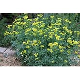 Smoke Camp Crafts Rue Herb Plant Seeds, Ruta graveolens, Grows Into Beautiful Plants, Herb of Grace, Garden Rue, 100 Seeds for Planting, 0.2 Gram