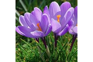 Crocus Sativus - Saffron Crocus, Autumn Flowering, 25 Bulbs:Package Contatins Seeds