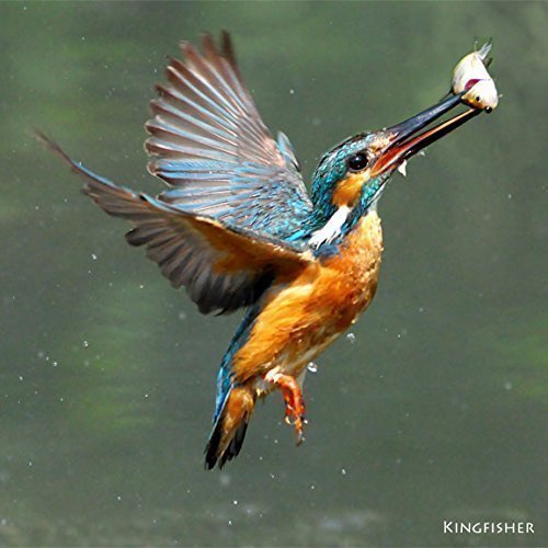 Kingfisher Greeting Card with SOUND. Photograph of Kingfisher fishing combined with its song to make an impressive and unique gift idea. Perfect for Valentines day.