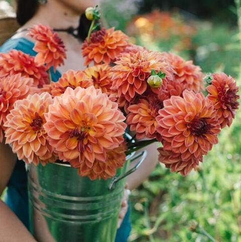 Cicitar Garden- Rare 10pcs Giant Dinnerplate Dahlia Mix Flower Sun-Loving Empire Dahlia Easy to Grow, Exotic Flower Seeds Hardy Perennial