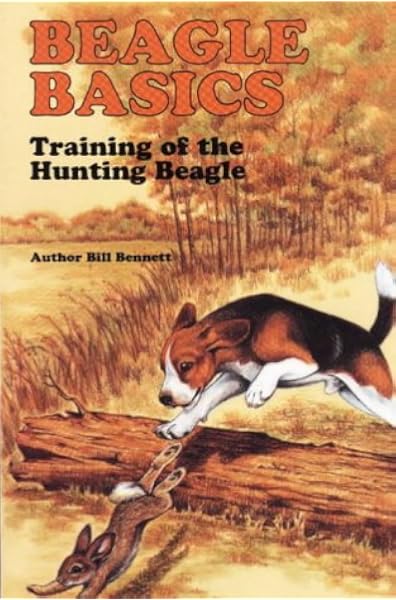 beagle rabbit hunting training
