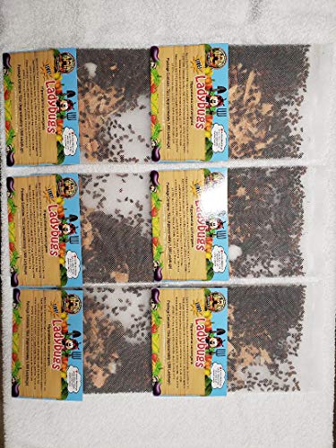 9,000 Live Ladybugs & Ladybug Life Cycle Poster - Ladybugs Are Guaranteed Live Delivery!
