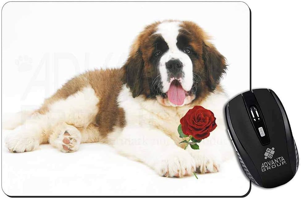 red st bernard