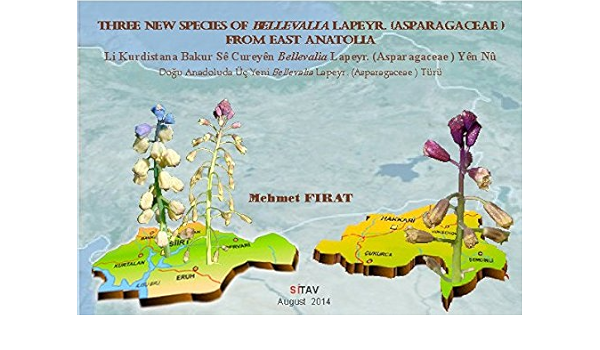 Three New Species Of Bellevalia Lapeyr Asparagaceae From East Anatolia Li Kurdistana Bakur Se Cureyen Nu Yen Bellevalia Lapeyr Asparagaceae Dogu Anadolu Da Uc Yeni Bellevalia Lapeyr Asparagaceae Turu Mehmet Firat Amazon Com