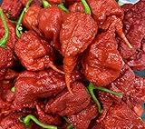 Primotalii Chile Pepper Premium Seeds for Planting
