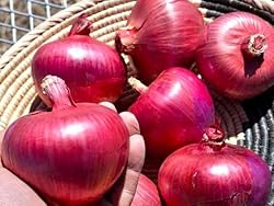Large Italian Onion Ramata di Milano Rossa Around