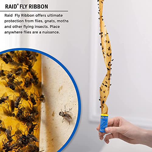 Raid 4 Fruit Fly Trap & 4 Fly Ribbon Fly Strips Fly Traps for Indoors