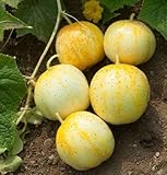 David's Garden Seeds Cucumber Pickling Lemon D329 (Yellow) 50 Organic Heirloom Seeds