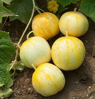 David's Garden Seeds Cucumber Pickling Lemon D329 (Yellow) 50 Organic Heirloom Seeds David's Garden Seeds Cucumber Pickling Lemon D329 (Yellow) 50 Organic Heirloom Seeds