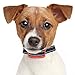 Superior Bark Collar for Small – Medium Sized Terrier / Bulldog Type Dogs– Rechargeable Bark Collar - 5lb to 75lb - No More Expensive Batteries - Red - Easy to Set Up & Use