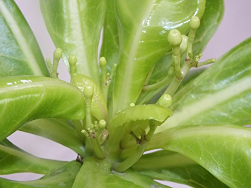 1 Hawaii Palme 50cm+/- brighamia insignis – Bild 4