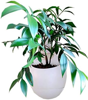 Self Watering Hanging Mini Flower Pot with Removable Vacuum Suction Sucker Home Office Decor Plastic Plant Pot Plastic Flowerpot-white