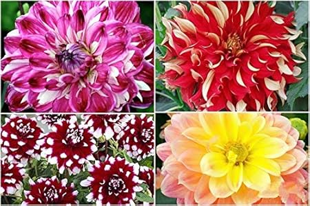 FERNSFLY Flower Bulbs IMP. Dahlia | Dhalia | Dahalia Perennial Flower Bulbs Excellent Quality Attractive Aromatic Flower Home Outdoor Gardening Flowering Bulbs (Pack Of 3 Mutli Collection)