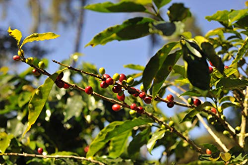 Grüner Kaffee Bio Gemahlen | Single-State Camocim Farm, Brasilien | 100% Arabica Rohkaffee Fein Gemahlen | BIO Demeter… – Bild 6