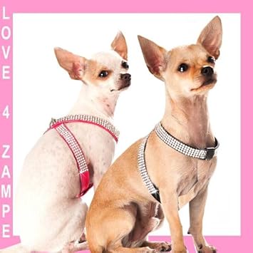 chihuahua harness xxs