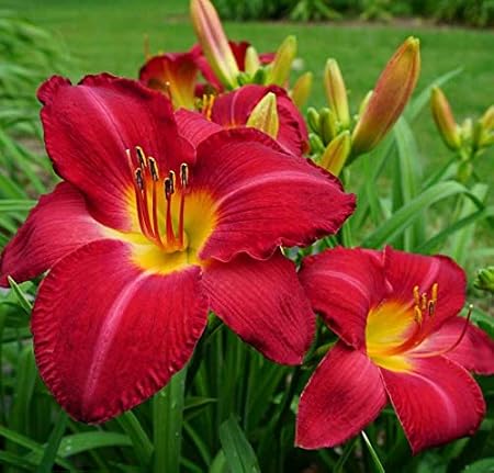 FERNSFLY IMP. Daylily | Hemerocallis | Daylilies | Day Lily Excellent Quality Flower Bulbs Aromatic Flower Plant Home Outdoor Gardening Plants Flowering Bulbs (Pack Of 18 Charles Johnston)