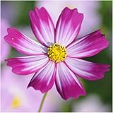 Package of 400 Seeds, Candystripe Cosmos (Cosmos bipinnatus) Open Pollinated Seeds By Seed Needs