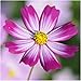 400 Flower Seeds, Cosmos "Candystripe" (Cosmos bipinnatus) Seeds By Seed Needs