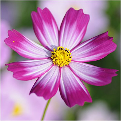 Package of 400 Seeds, Candystripe Cosmos (Cosmos bipinnatus) Open Pollinated Seeds By Seed Needs Package of 400 Seeds, Candystripe Cosmos (Cosmos bipinnatus) Open Pollinated Seeds By Seed Needs