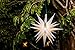 Elf Logic - Moravian Star Tree Topper - Beautiful Bright White 3D Lighted Christmas Star Tree Topper - Advent Star, Bethlehem Star (Assembly Required) (12 Inch, LED)
