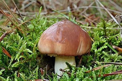 Suillus Luteus Mycelium Champignons Foret Cultivez Vos Propres Champignons Amazon Fr Jardin