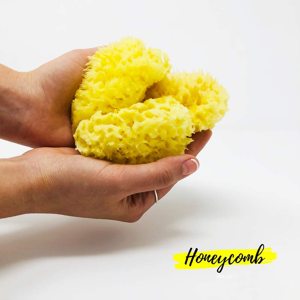 3 x Co. Premium Quality Natural Sea Sponge for Bath, Baby