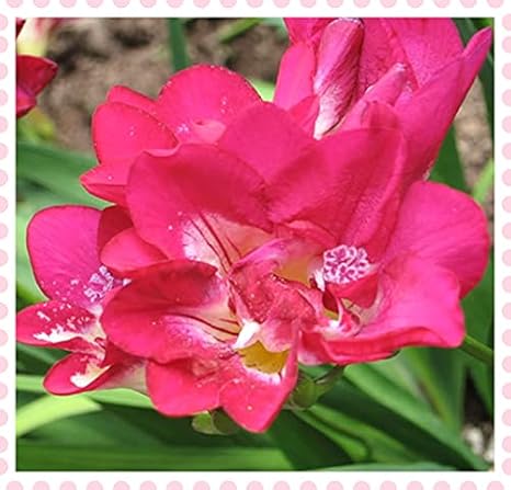 Amazon フリージア球根レア 素敵な小さなピンクの花 貴重な庭の植物 植えやすい 15球根 花