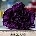 Package of 500 Seeds, King of Blacks Carnation (Dianthus caryophyllus) Non-GMO Seeds By Seed Needs