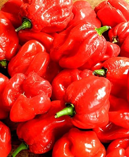 December01 &amp;SeedsDirect's Trinidad Moruga Scorpion Hot Pepper Seeds - 30 Pack - Certified Organic Non - GMO