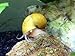 3 Golden Mystery Snails (Algae Eaters - young adult 1/2 to 2+ inch) by Aquatic Arts
