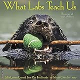 What Labs Teach Us 2020 Wall Calendar (Dog Breed Calendar) by 