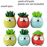 Everyday Better Life 6 PCS Set Cute Animal Owl Shaped Cartoon Home Garden Decoration Succulent Cactus Flower Pot/Plant Pots/Planter/Container