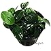 Greenpro Anubias Nana Petite Live Aquarium Plants Fish Tank Decorations Freshwater Plant