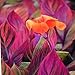Spectacular Canna Lily "Phasion" Blooming Size Bulb, Root, Rhizome, Plant Now Ready to Ship Now