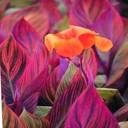 Spectacular Canna Lily 