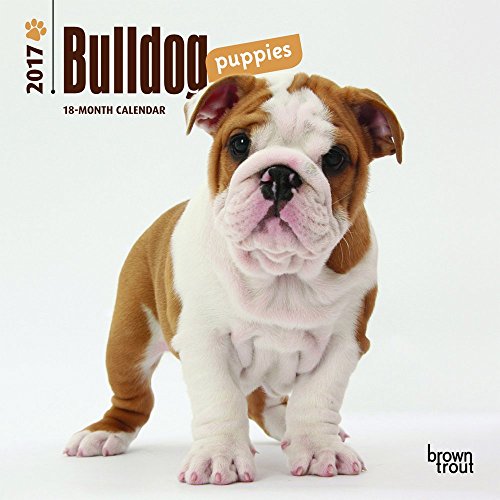 Bulldog Puppies 2017 Mini 7x7