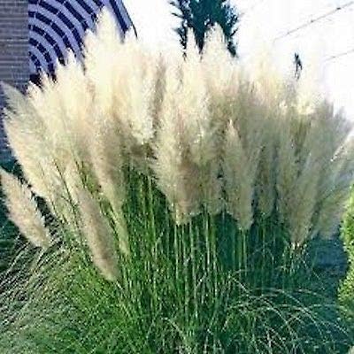 White Pampas Grass (cortaderia selloana) 4 Live Plants Starter Plug NHKM60